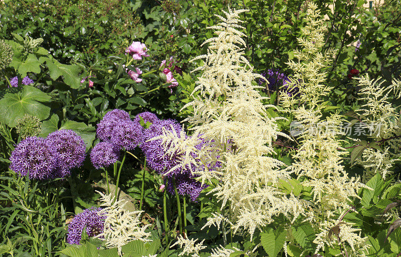 波斯洋葱(Allium cristophii)和山羊胡子(Aruncus dioicus)在花园里盛开